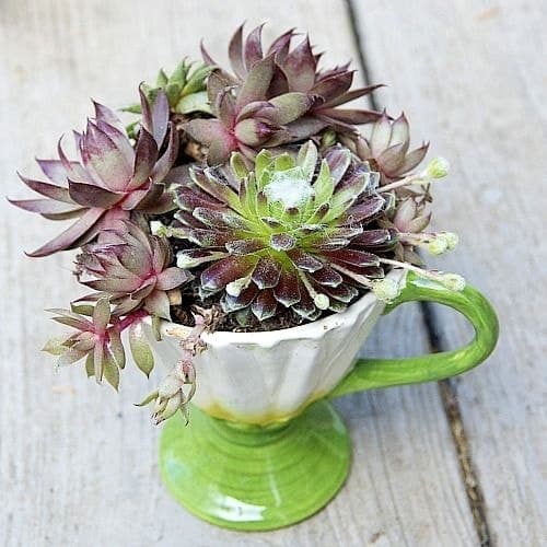 How to Create Your Own Teacup Succulent Garden