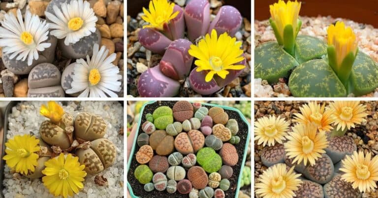 35 Types Of Popular Lithops Pictorial Guide