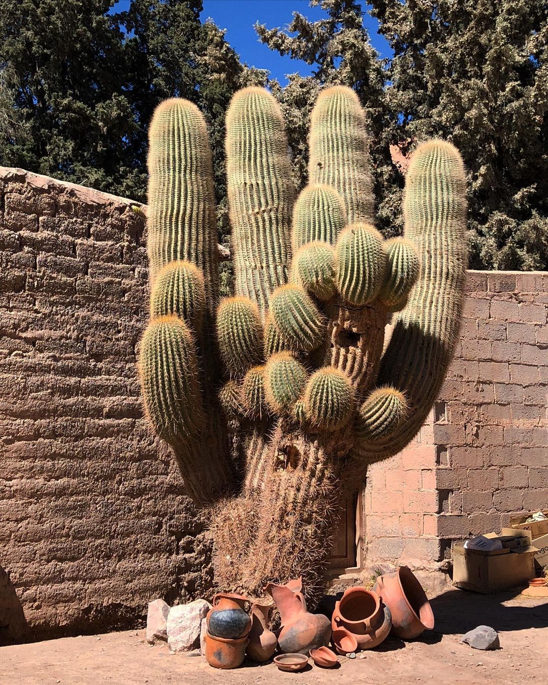 How To Grow And Care For Trichocereus
