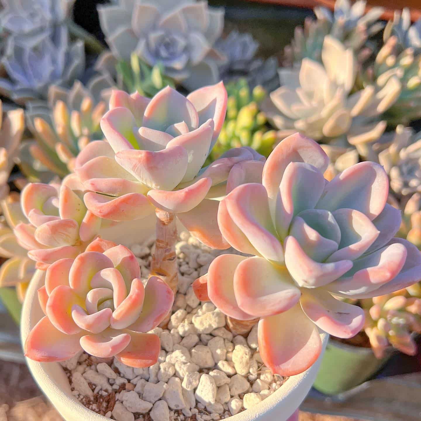 How To Grow And Care For Pachyveria Succulent