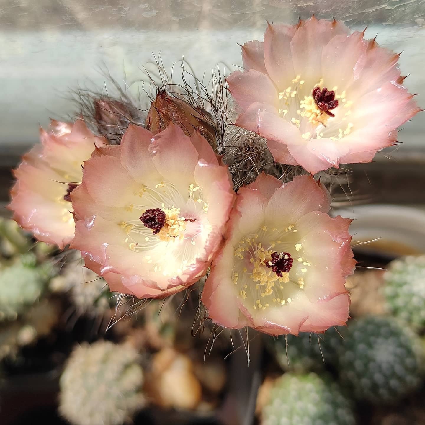 How To Grow And Care For Austrocactus