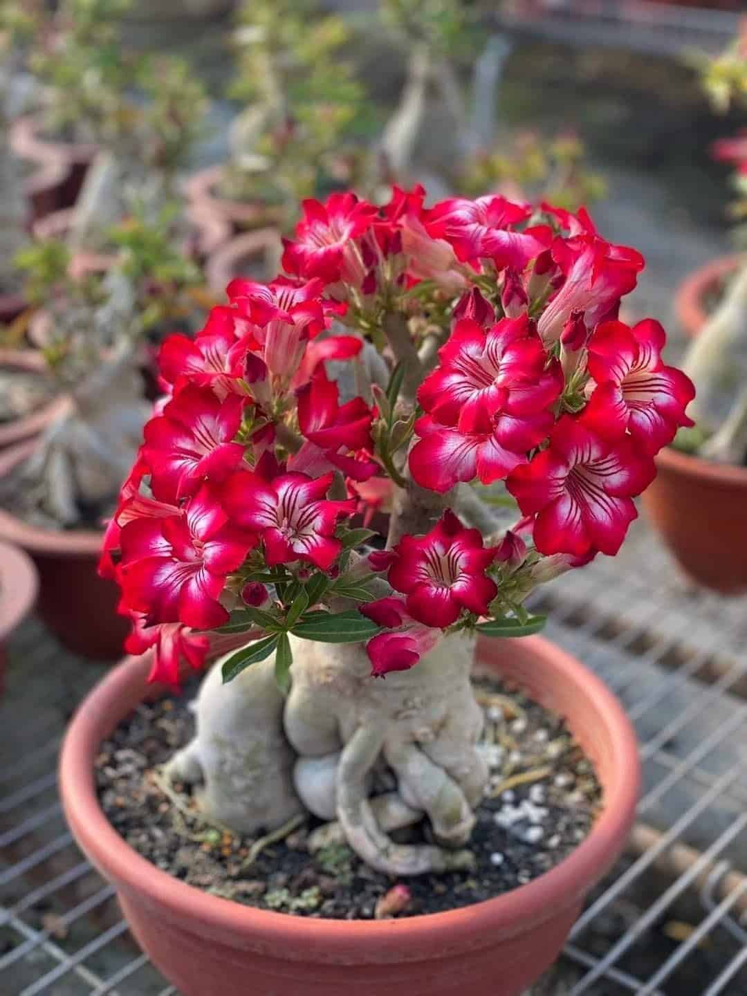 How To Grow And Care For Adenium Succulent?