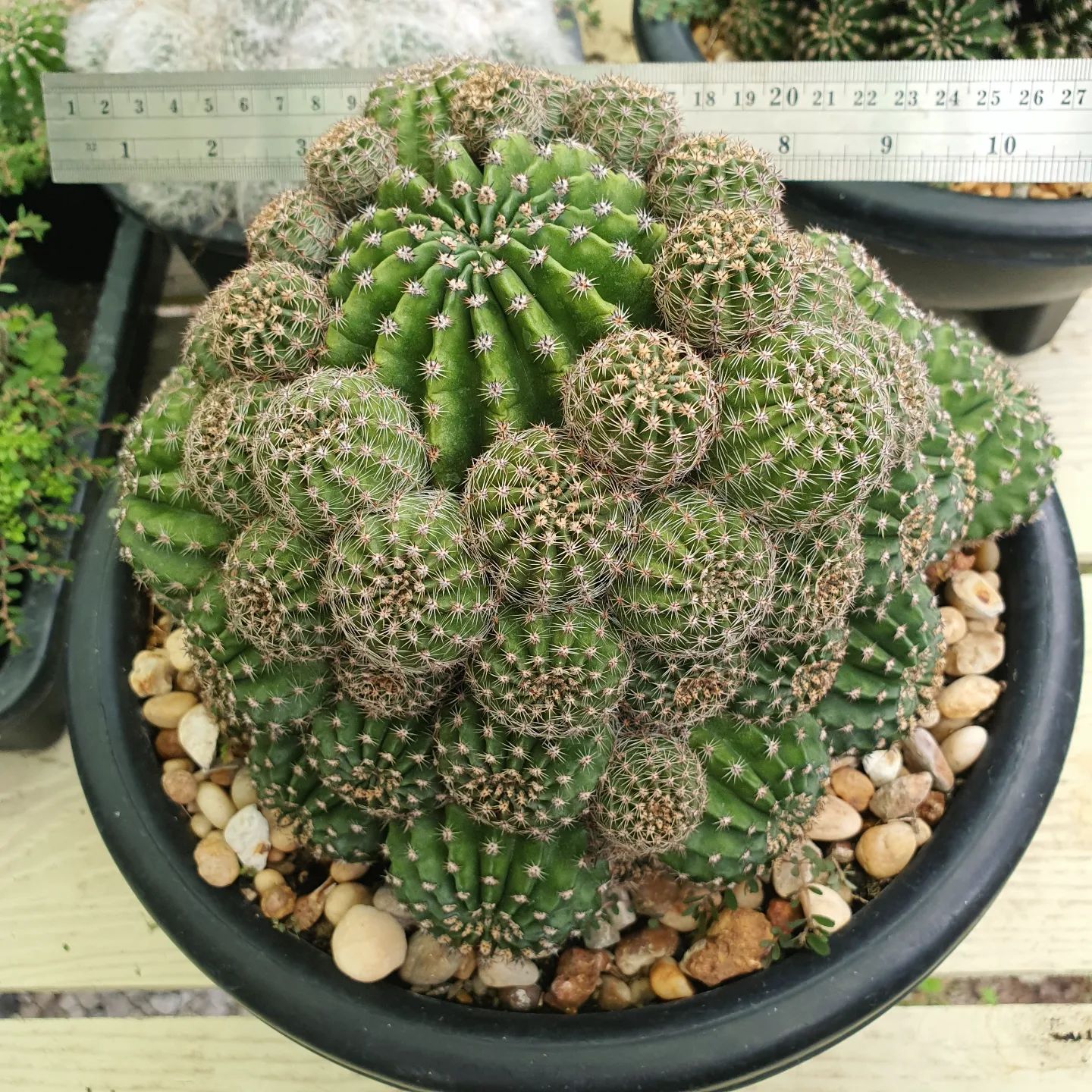 How To Grow And Care For Echinopsis