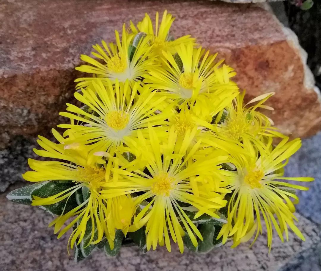 How To Grow And Care For Faucaria Succulent