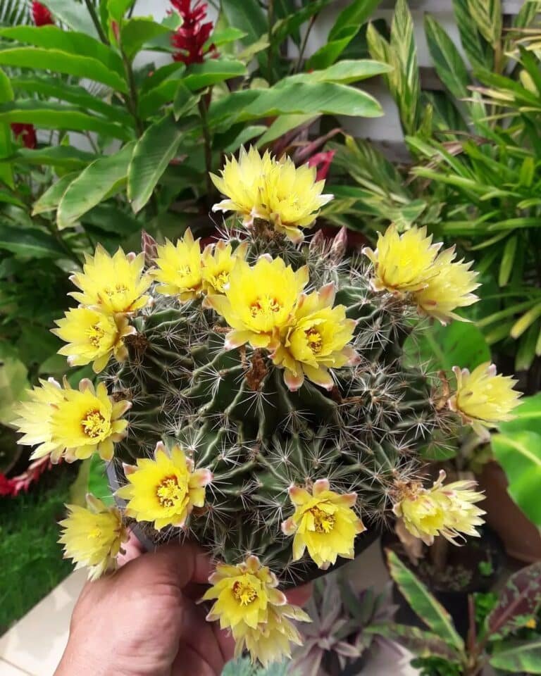 16 Types Of Popular Thelocactus Pictorial Guide