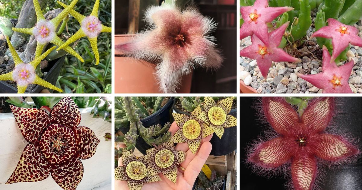 40 Types Of Popular Stapelia Pictorial Guide