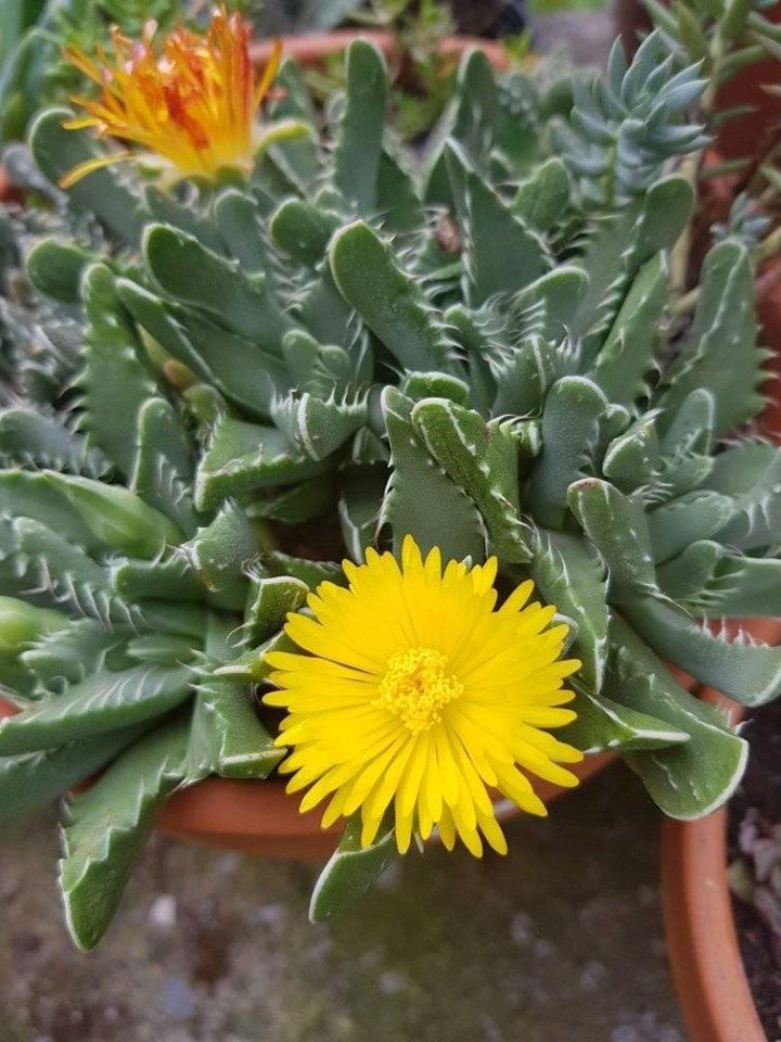 How To Grow And Care For Faucaria Succulent
