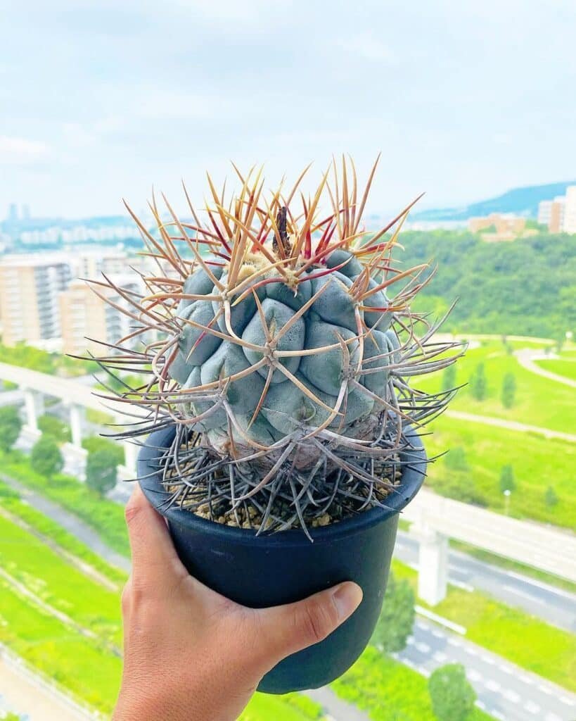 16 Types Of Popular Thelocactus Pictorial Guide