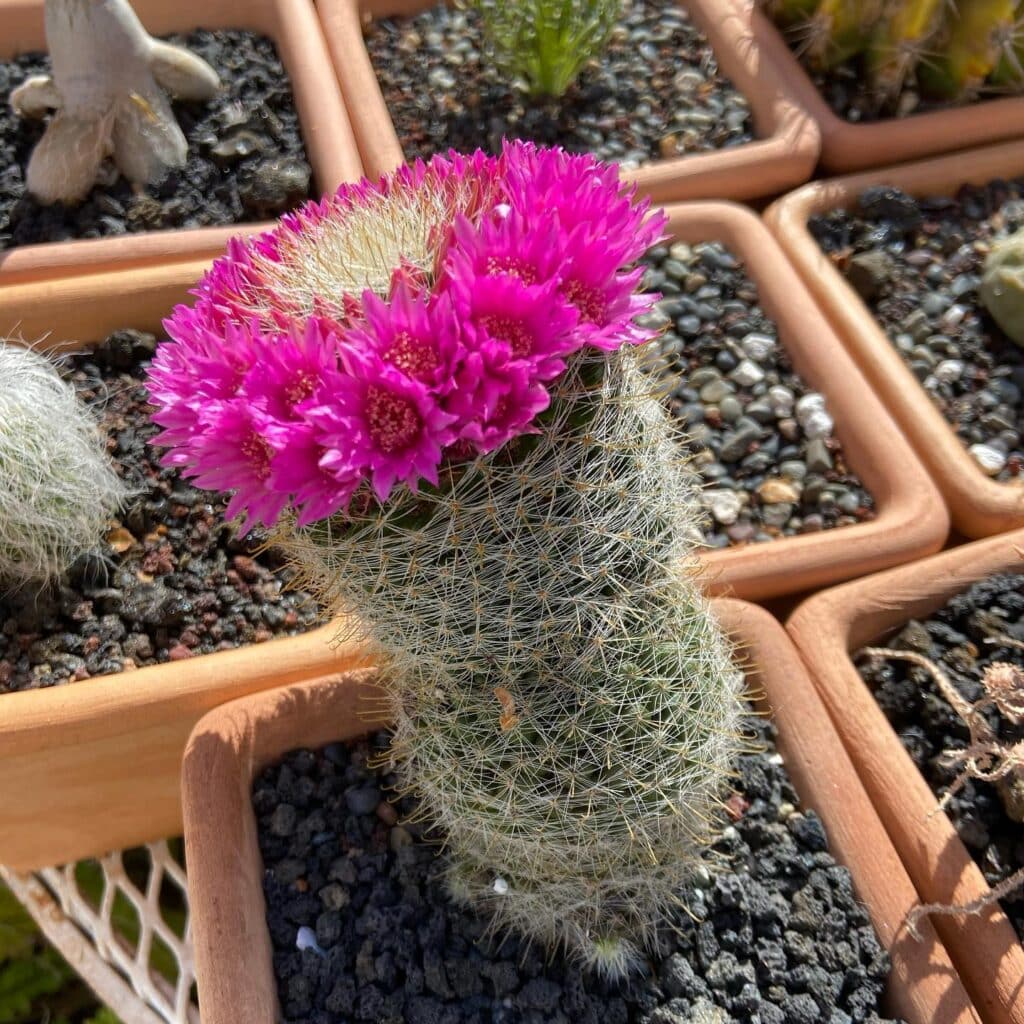 How To Grow And Care For Mammillaria