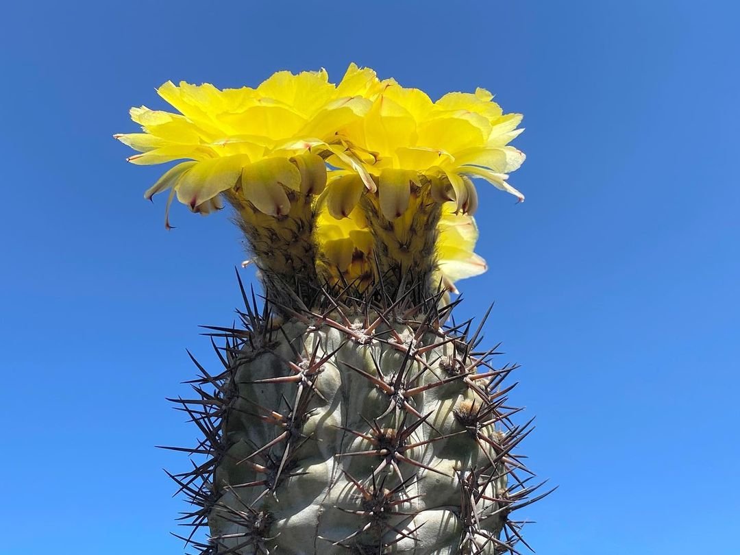How To Grow And Care For Acanthocalycium