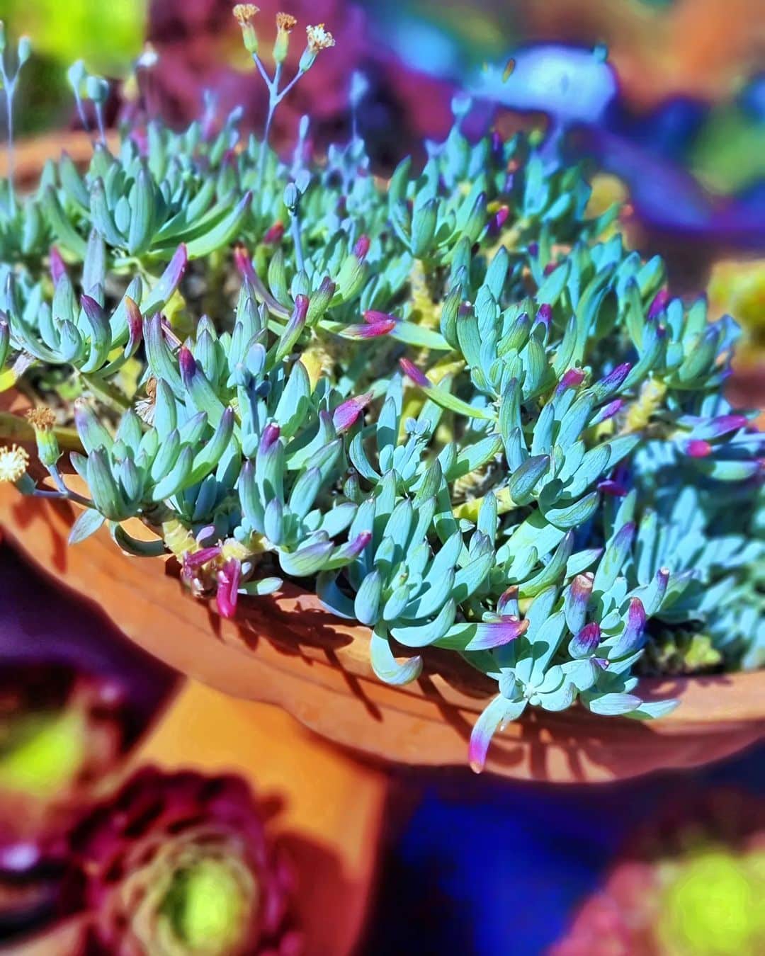 How To Grow And Care For Senecio Succulent