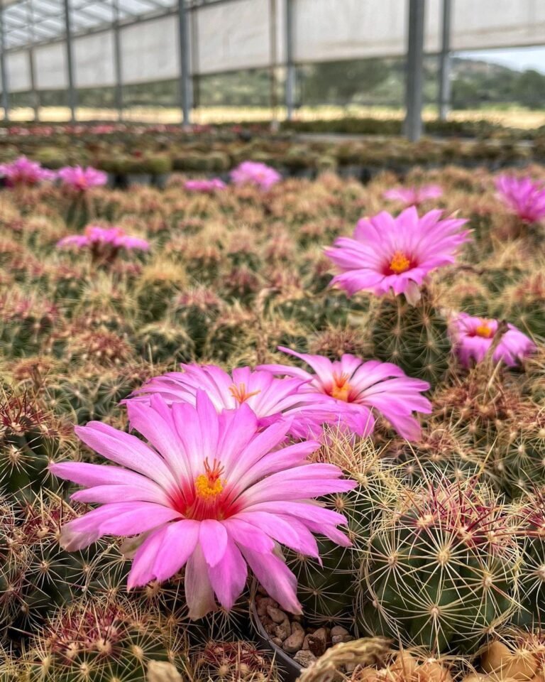 16 Types Of Popular Thelocactus Pictorial Guide