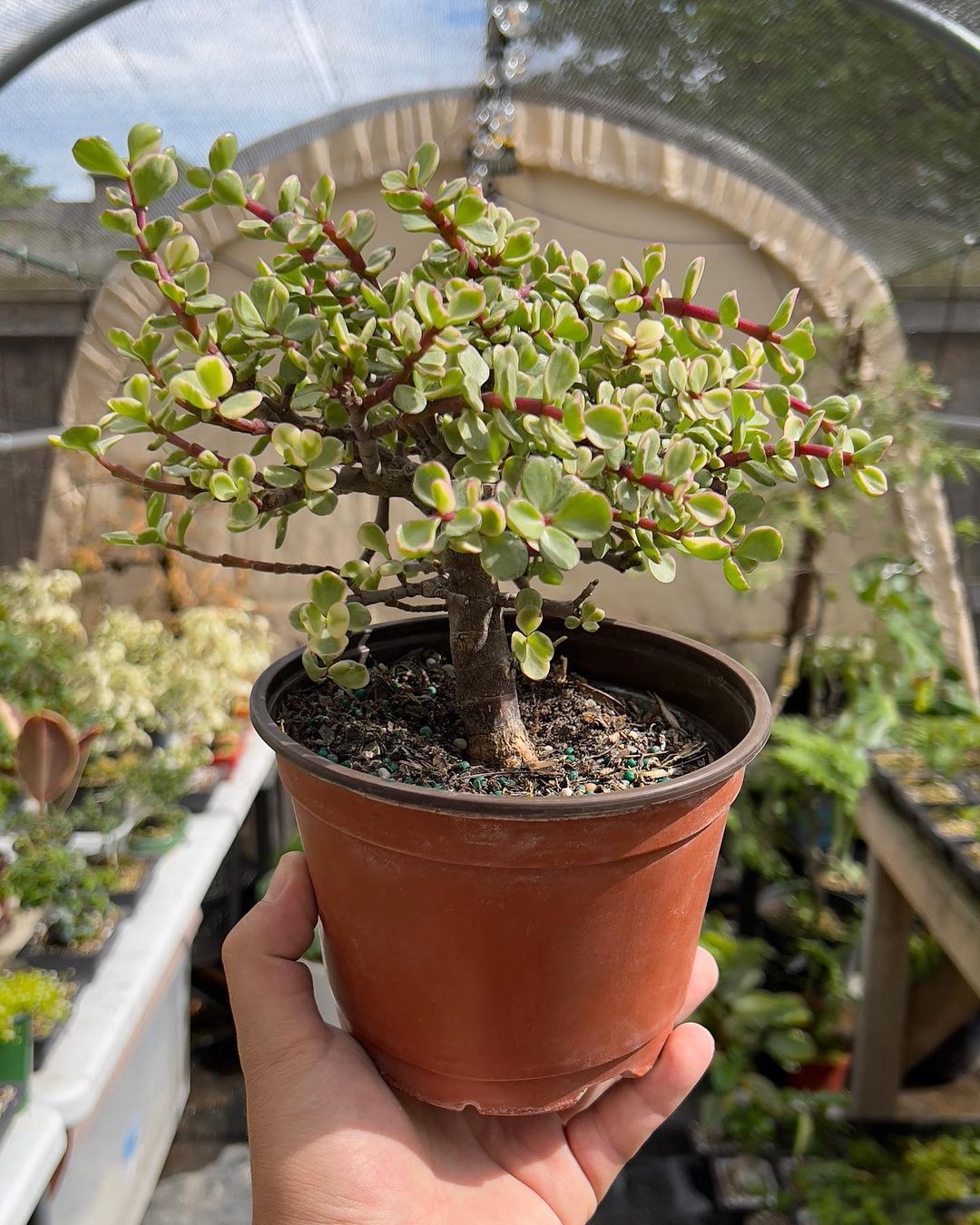 How To Propagate Portulacaria Succulent