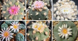6 Types Of Lophophora Pictorial Guide