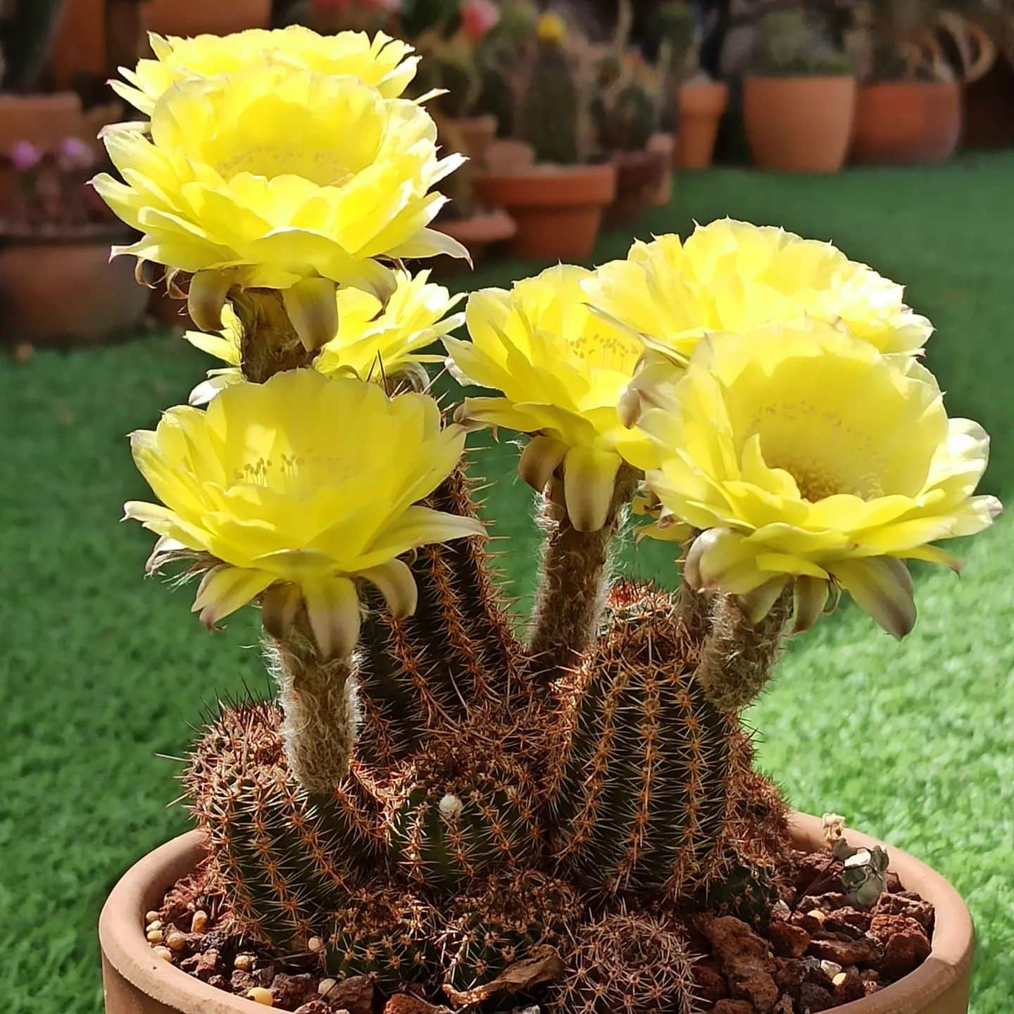 Top 5 FAQ And Answers For Echinopsis