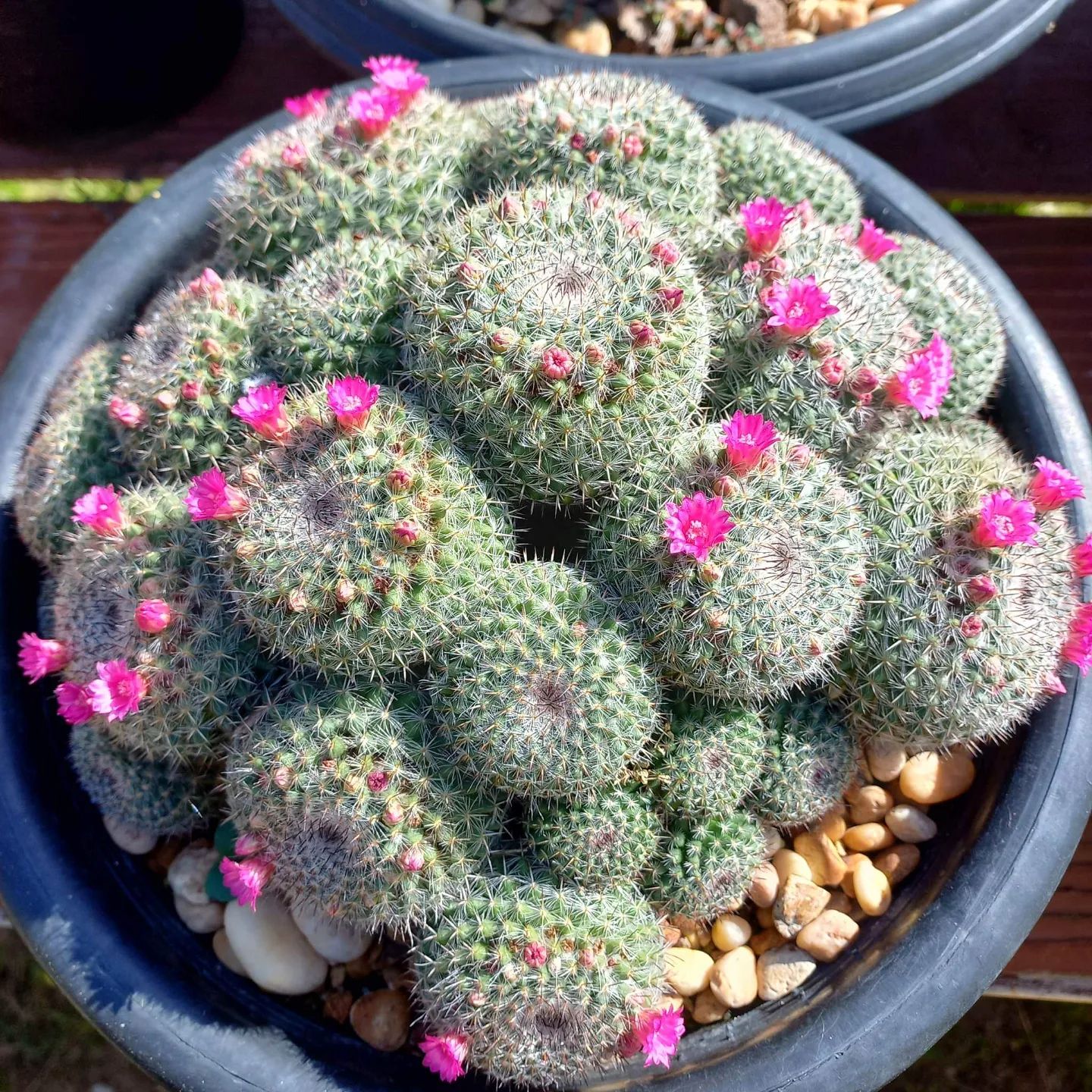 Top 5 FAQ And Answers For Mammillaria