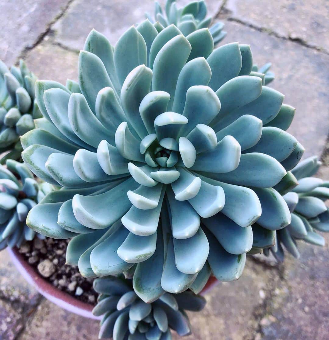 Top 5 FAQ And Answers For Pachyveria Succulent