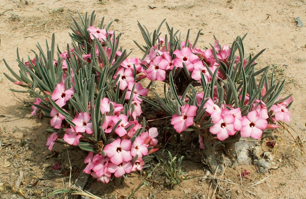 Top 5 FAQ And Answers For Adenium Succulent