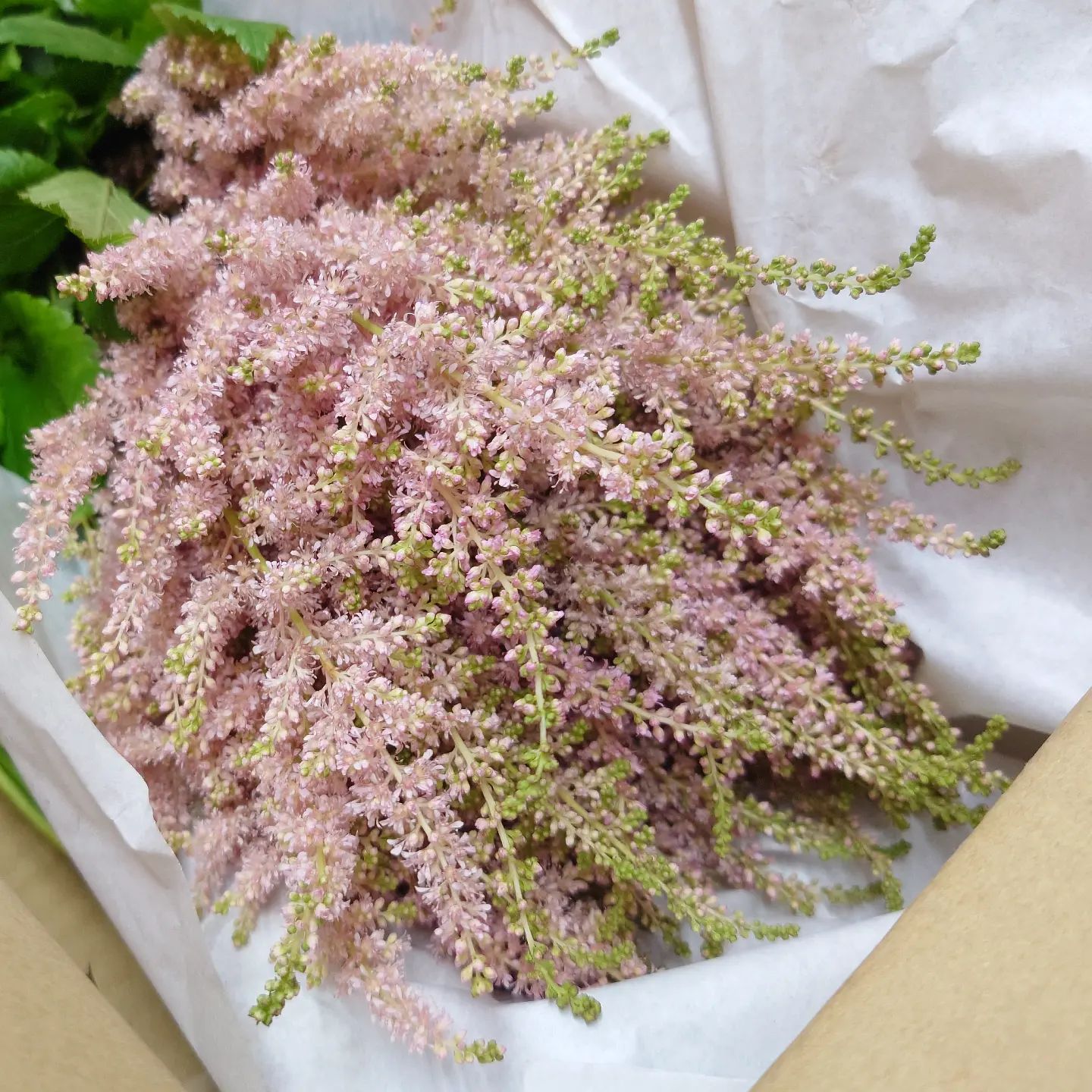 Top 5 FAQ And Answers For Astilbe