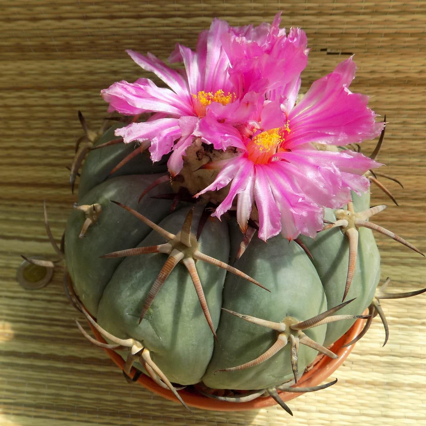 Top 5 FAQ And Answers For Echinocactus