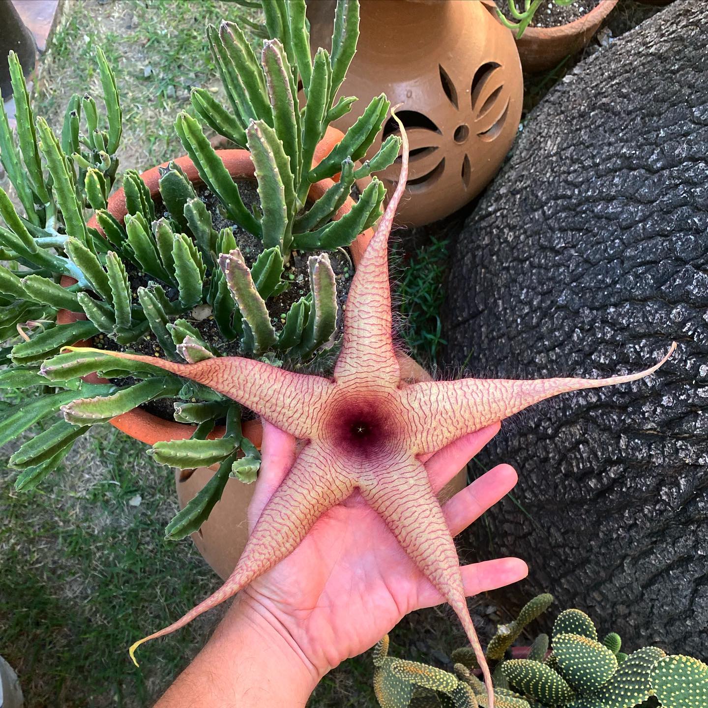 Top 5 FAQ And Answers For Stapelia