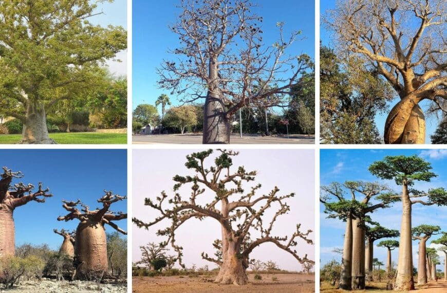 9 Types Of Adansonia Pictorial Guide