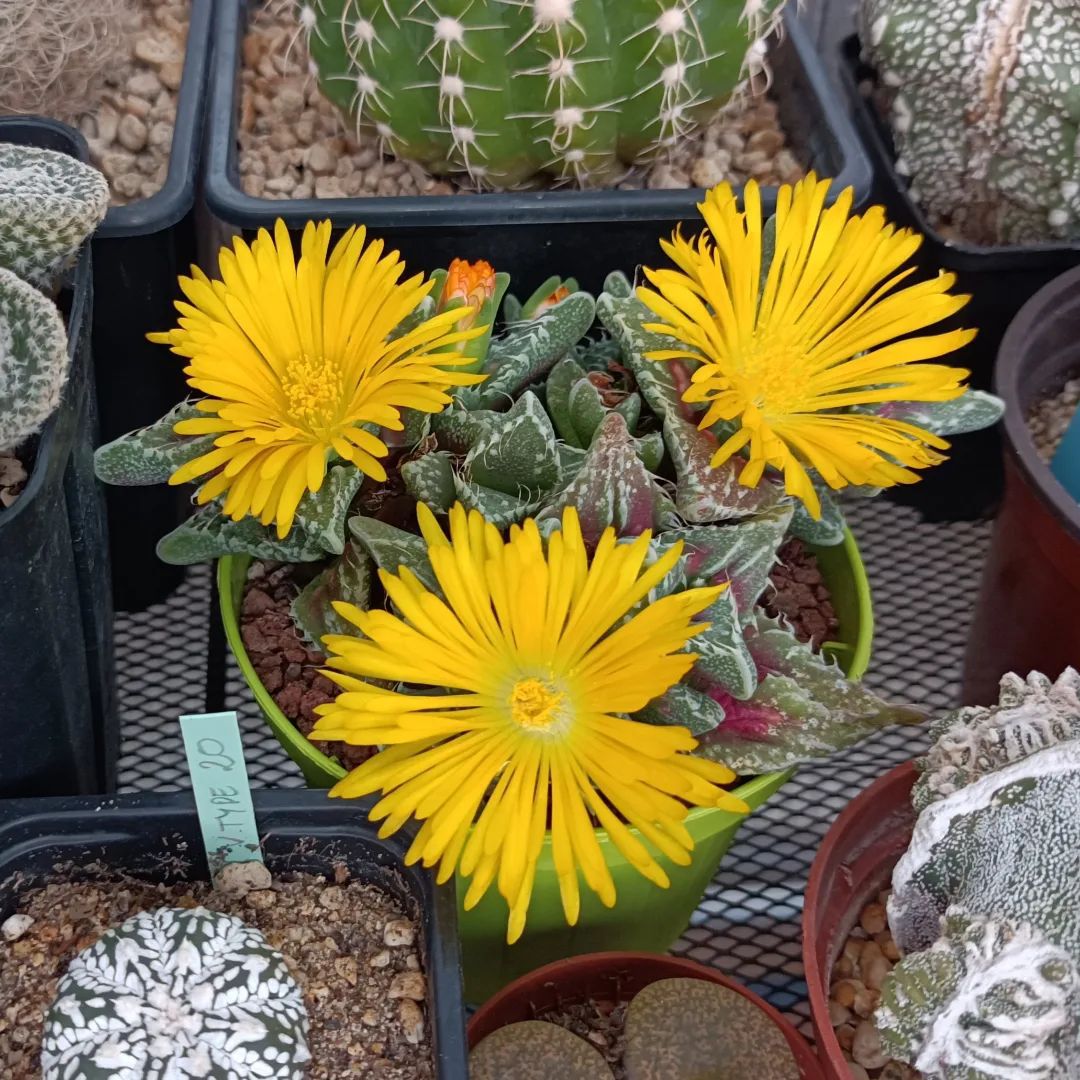 Top 5 FAQ And Answers For Faucaria Succulent