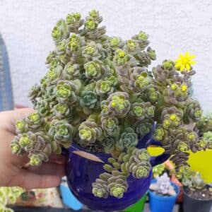 10 Types Of Popular Aichryson Succulent Pictorial Guide