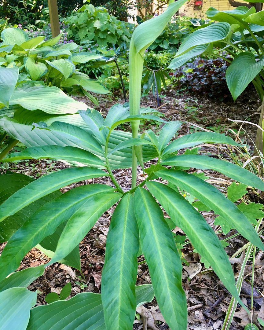 Arisaema Heterophyllum