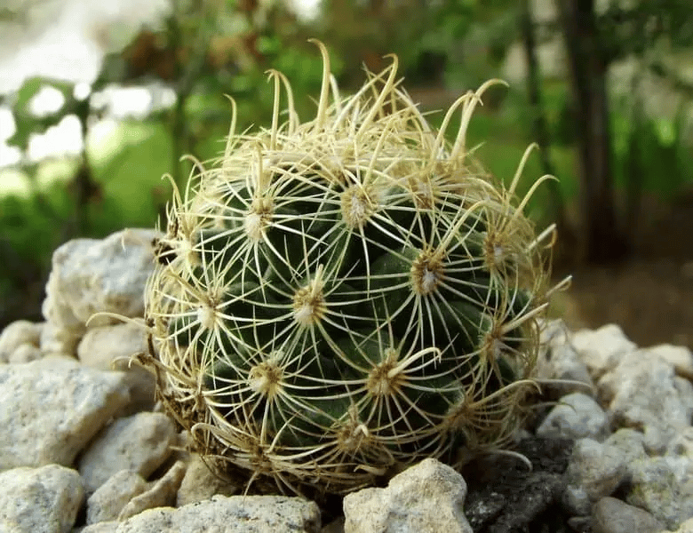 Echinocactus Brevihamatus (Short-Spined Cactus)