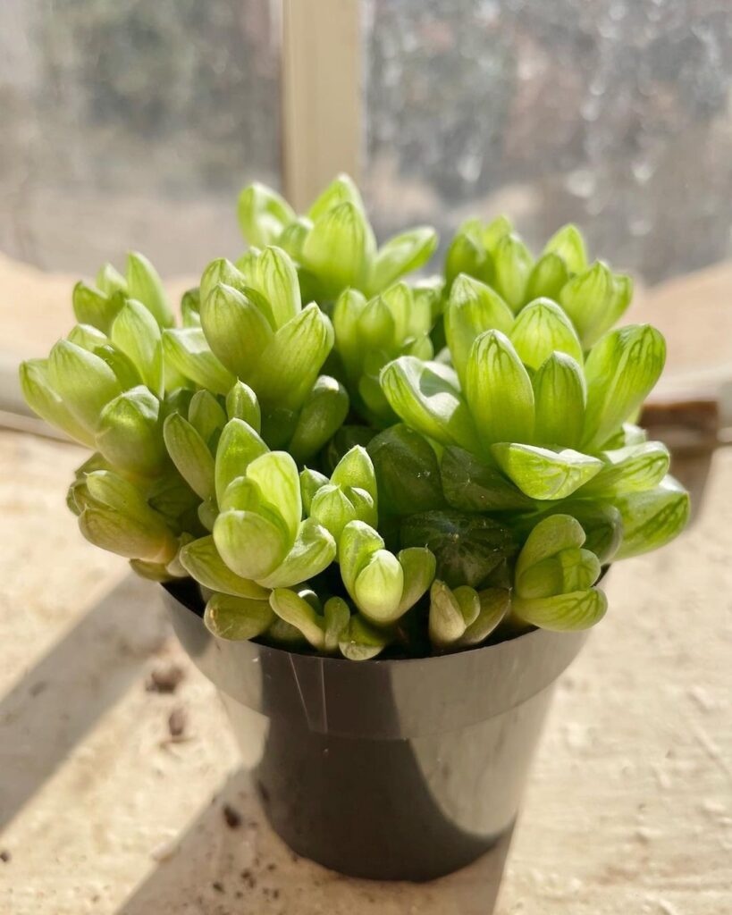 Top 5 FAQ And Answers For Haworthia Succulent