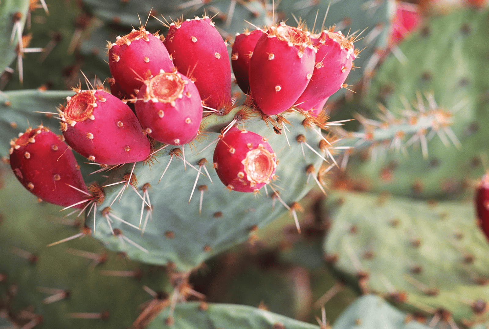 Prickly Pear (Opuntia Spp.)