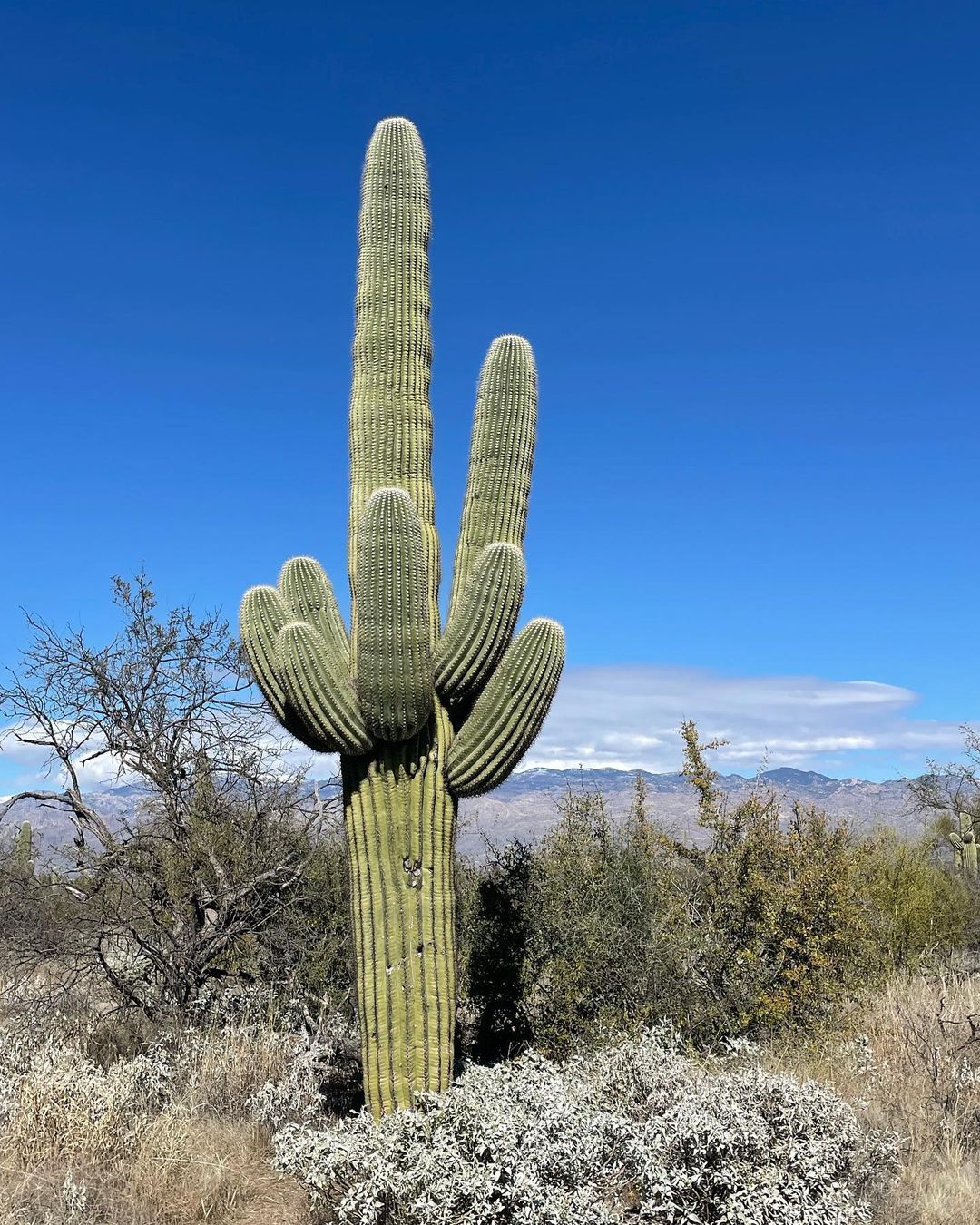 Saguaro (Carnegiea Gigantea)