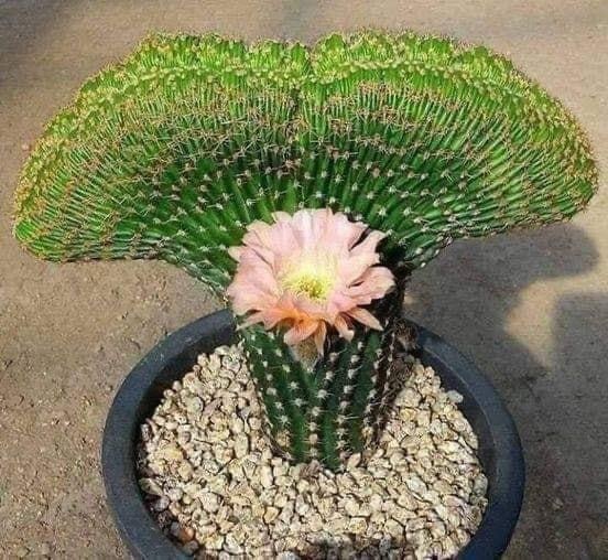 Senecio vitalis (Mermaid Tail Cactus)