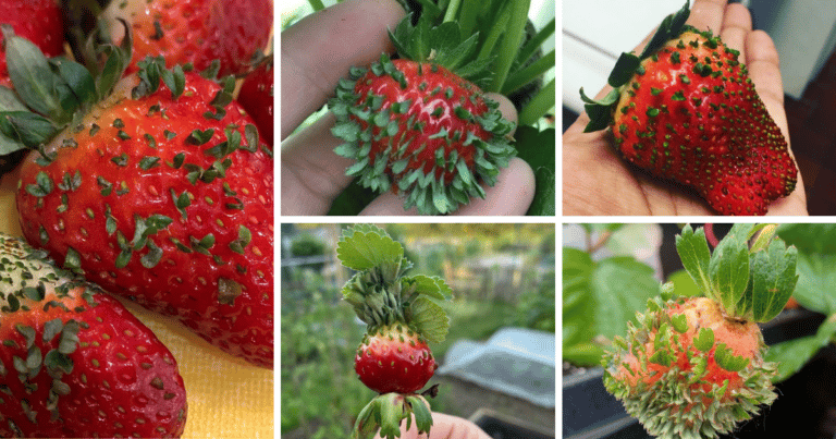 Strawberry Vivipary: Understanding The Phenomenon