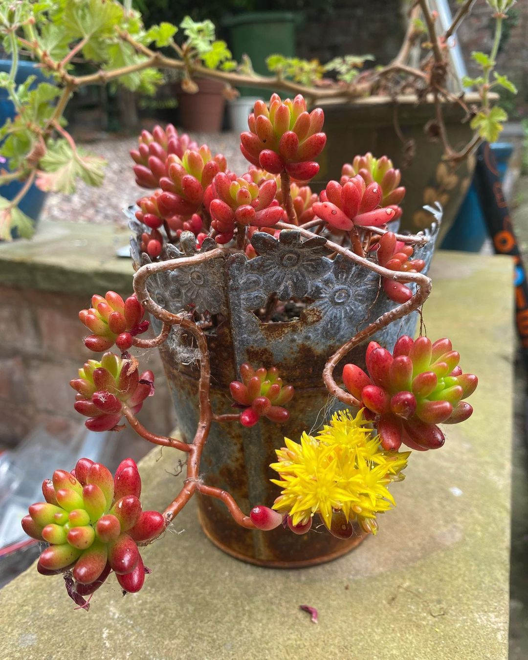 How To Propagate Flowering Succulents