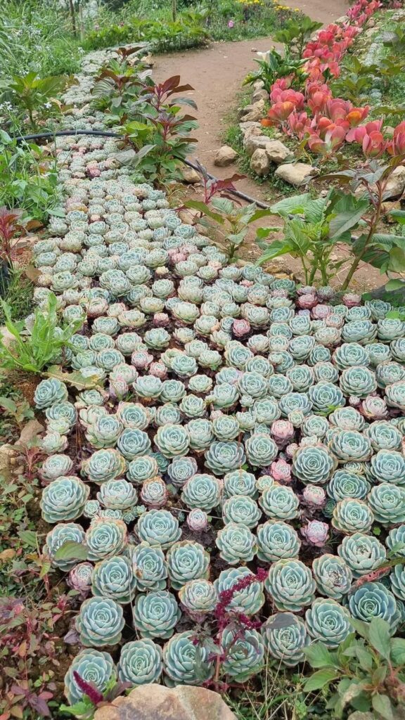 Top 5 FAQ And Answers For Succulents In Outdoor Space