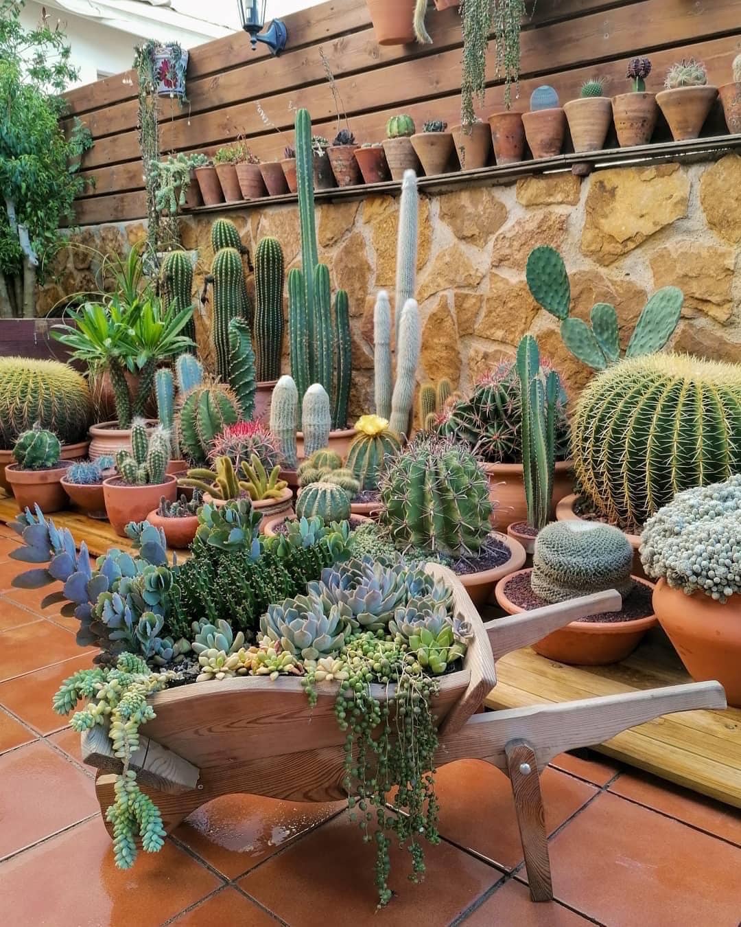 How To Grow And Care For Succulents In Outdoor Space