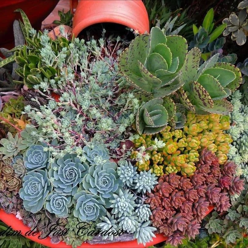 How To Choose The Right Colors For Your Succulent Garden