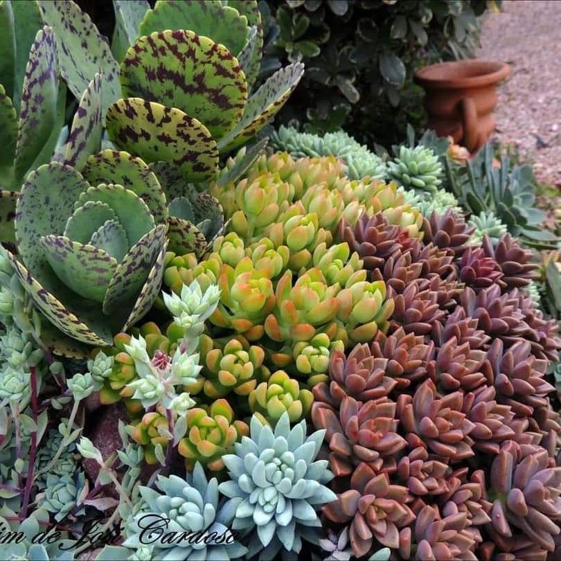 Bringing Life To Your Garden With Colorful Succulents