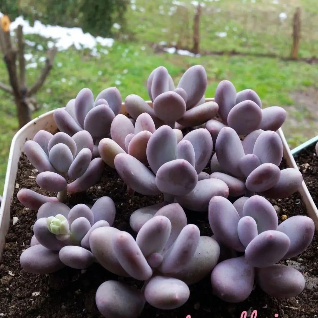 How To Propagate Cool Succulents