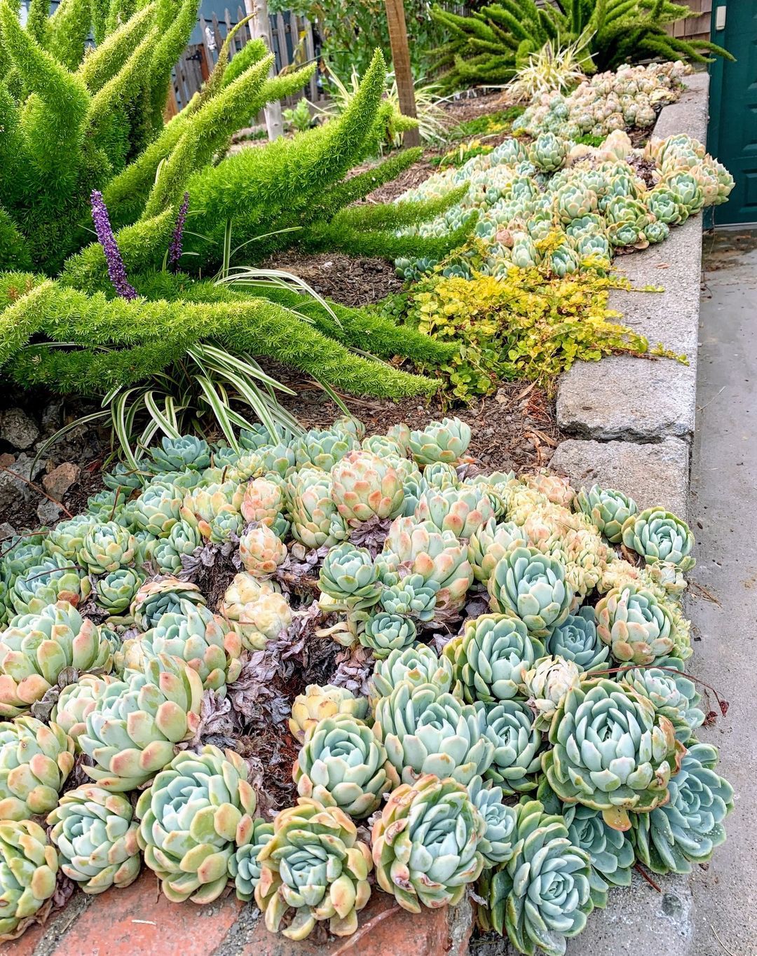 The Beauty Of Color In Succulent Garden Design