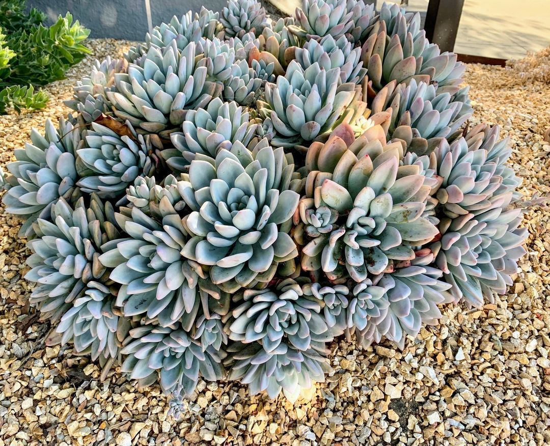 A Colorful Succulent Garden For Every Style