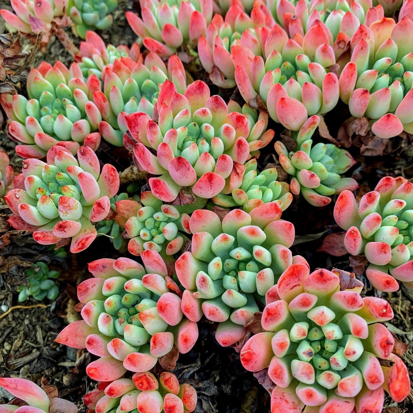 Using Color To Create Interest in Your Succulent Garden