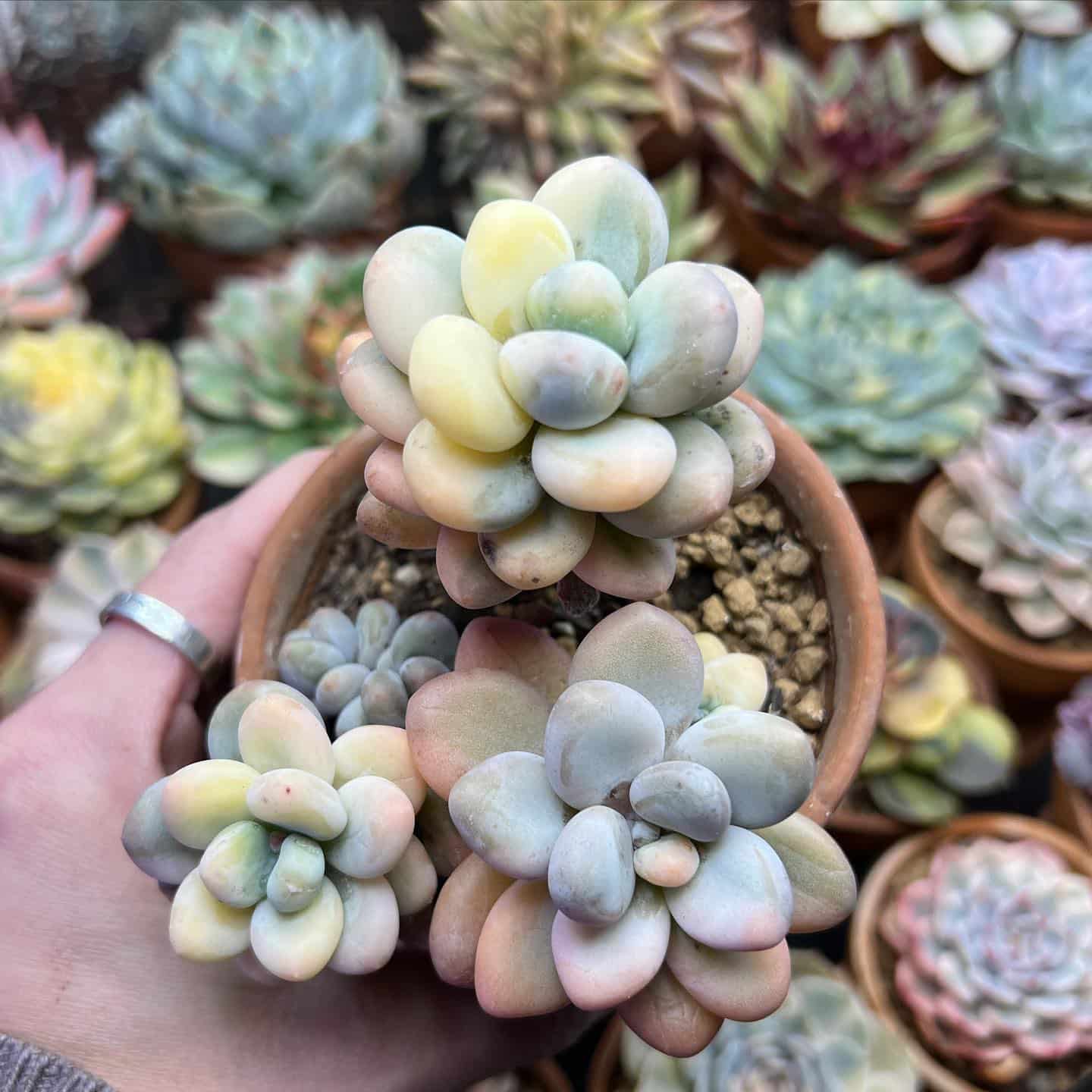 Top 5 FAQ And Answers For Cool Succulents