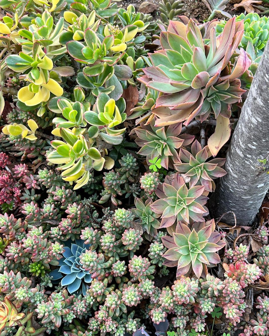 Succulent Garden Design With A Colorful Twist