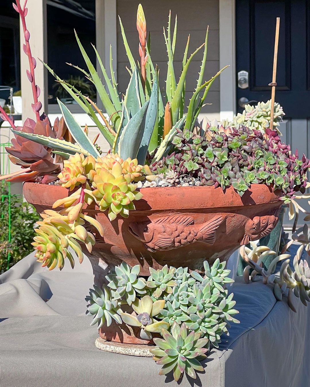 Maximizing Color In Your Succulent Garden Design