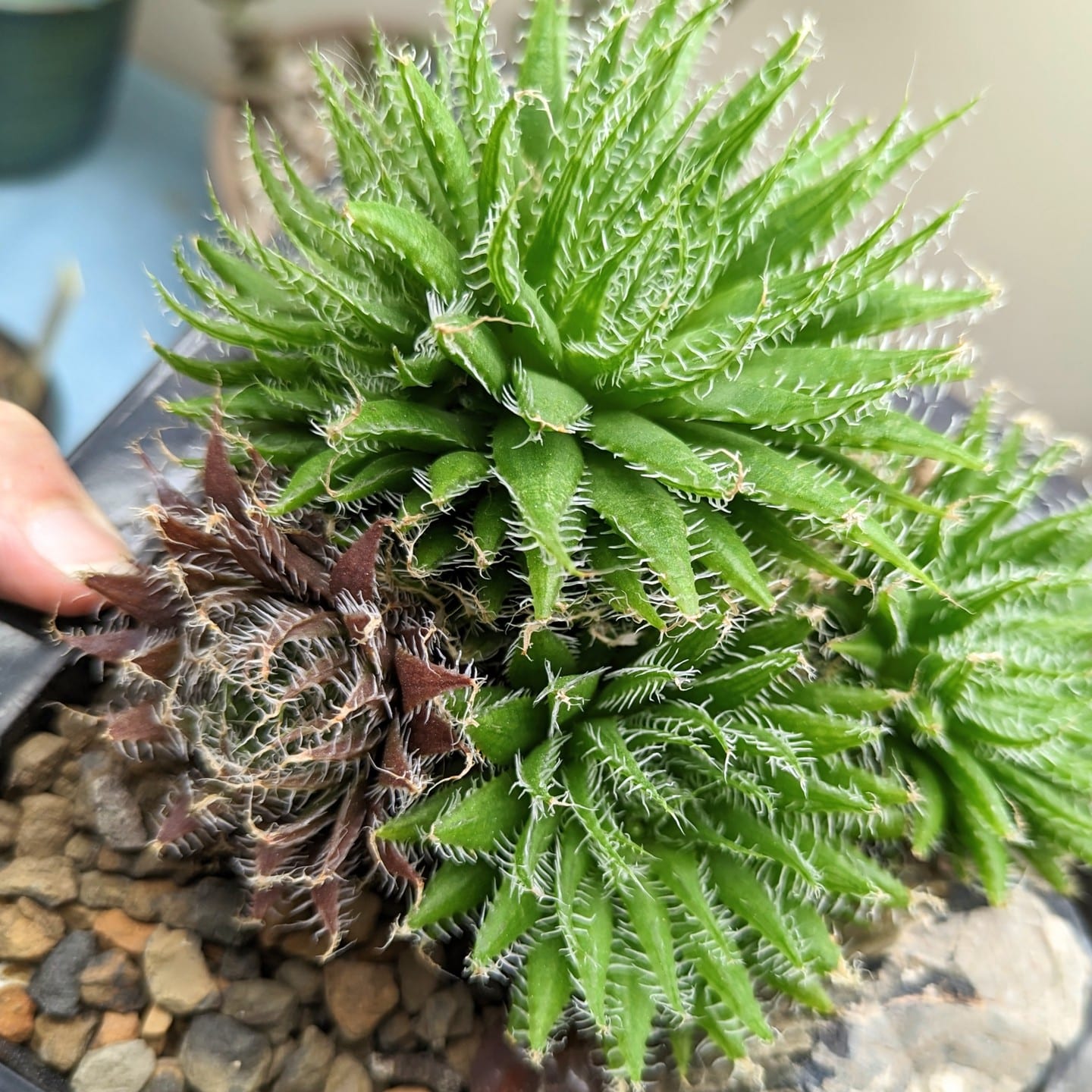How To Grow And Care For Haworthia Succulent