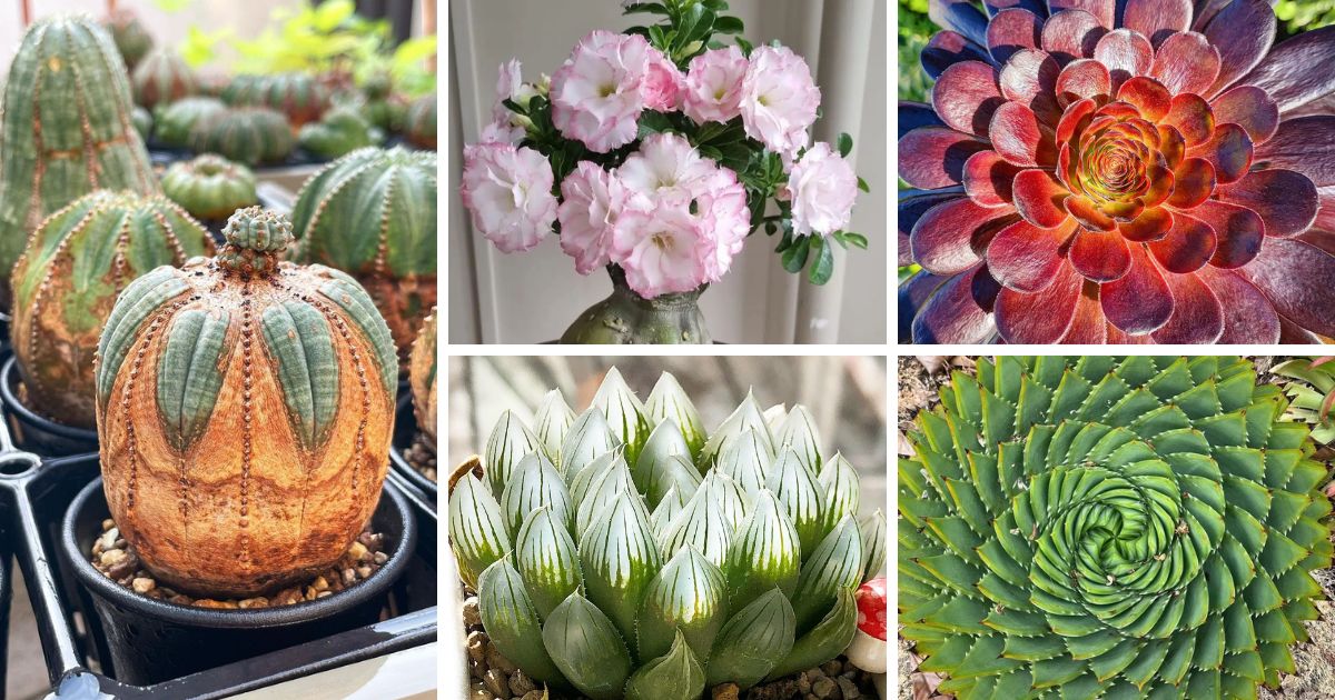 10 Exotic Succulents For A Tropical Paradise At Home