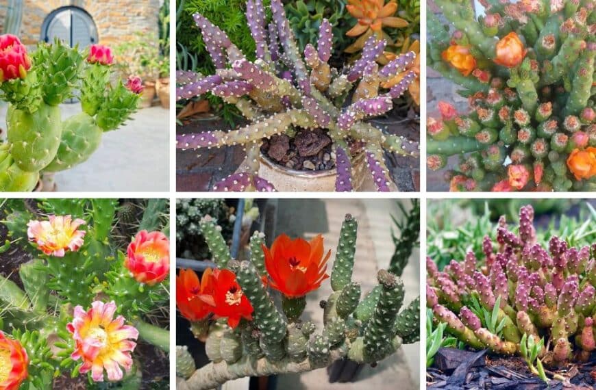 13 Types Of Popular Austrocylindropuntia Pictorial Guide